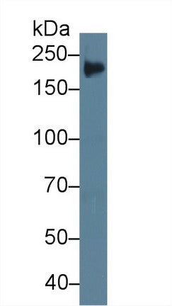 Western Blot; Sample: Recombinant protein.