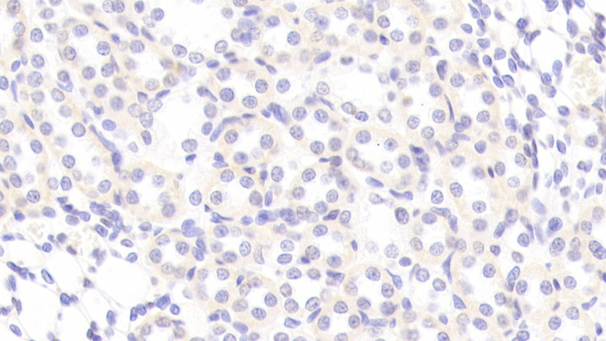 DAB staining on IHC-P. Samples: Rat Tissue)