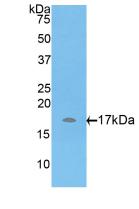 A Disintegrin And Metalloproteinase With Thrombospondin 7 (ADAMTS7) Polyclonal Antibody - image 2