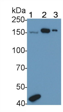 A Disintegrin And Metalloproteinase With Thrombospondin 1 (ADAMTS1) Polyclonal Antibody - image 2