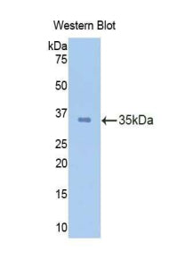 Calpain 1 (CAPN1) Polyclonal Antibody - image 2