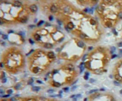 Calpain 1 (CAPN1) Polyclonal Antibody - image 4