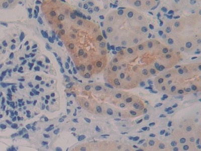 Glutathione S Transferase Alpha 2 (GSTa2) Polyclonal Antibody - image 5