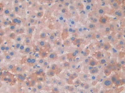 DAB staining on IHC-P; Samples: Mouse Stomach Tissue