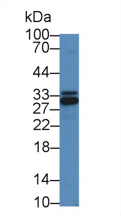 Western Blot; Sample: Recombinant protein.