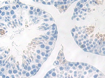 DAB staining on IHC-P; Samples: Mouse Testis Tissue
