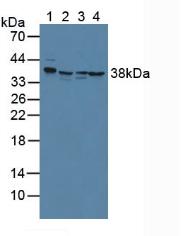Western Blot; Sample: Recombinant ANXA2, Mouse.