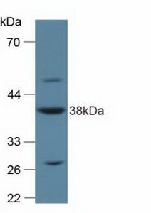 Western Blot; Sample: Recombinant ANXA2, Human.