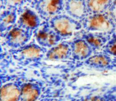 Annexin A2 (ANXA2) Polyclonal Antibody - image 4