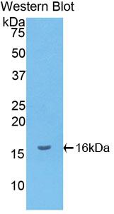 Monokine Induced By Interferon Gamma (MIg) Polyclonal Antibody - image 2