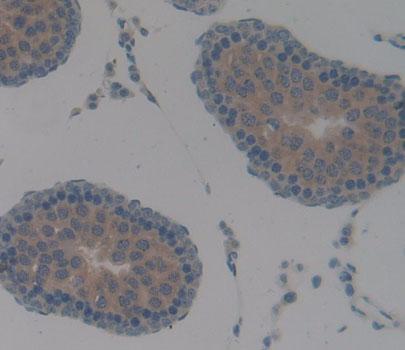 Angiopoietin Like Protein 2 (ANGPTL2) Polyclonal Antibody - image 3