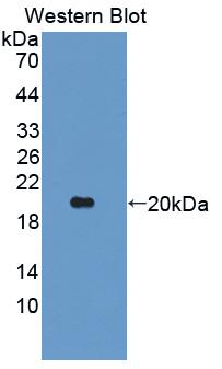 Angiopoietin Like Protein 2 (ANGPTL2) Polyclonal Antibody - image 2