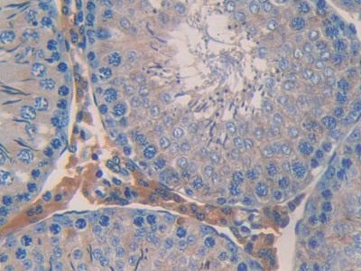 Angiopoietin Like Protein 2 (ANGPTL2) Polyclonal Antibody - image 4