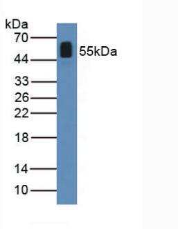 Western Blot; Sample: Recombinant ANGPTL2, Mouse.