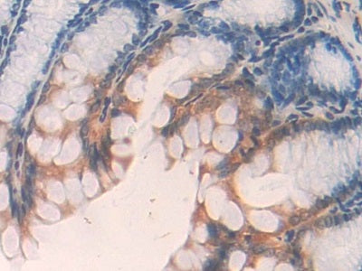 DAB staining on IHC-P; Samples: Mouse Stomach Tissue.