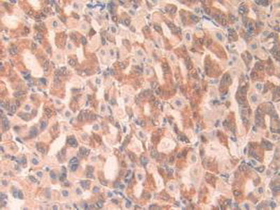 Angiopoietin Like Protein 2 (ANGPTL2) Polyclonal Antibody - image 5