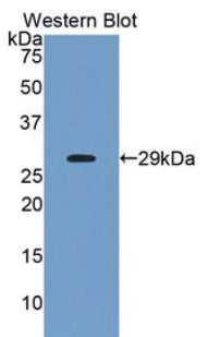 Western Blot; Sample: Mouse Stomach lysate; ; Primary Ab: 2µg/ml Rabbit Anti-Human ANGPTL2 Antibody; Second Ab: 0.2µg/mL HRP-Linked Caprine Anti-Rabbit IgG Polyclonal Antibody;