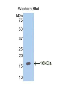 Aggrecan (AGC) Polyclonal Antibody - image 2
