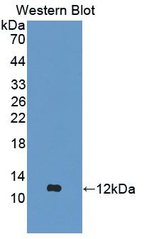 Aggrecan (AGC) Polyclonal Antibody - image 2