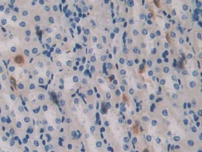 Aggrecan (AGC) Polyclonal Antibody - image 4