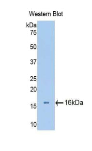 Aggrecan (AGC) Polyclonal Antibody - image 2
