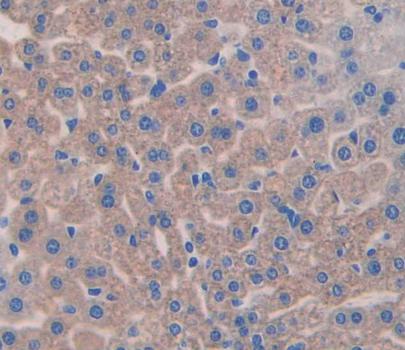 Aggrecan (AGC) Polyclonal Antibody - image 3
