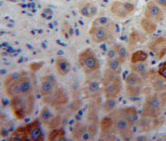 Aggrecan (AGC) Polyclonal Antibody - image 4