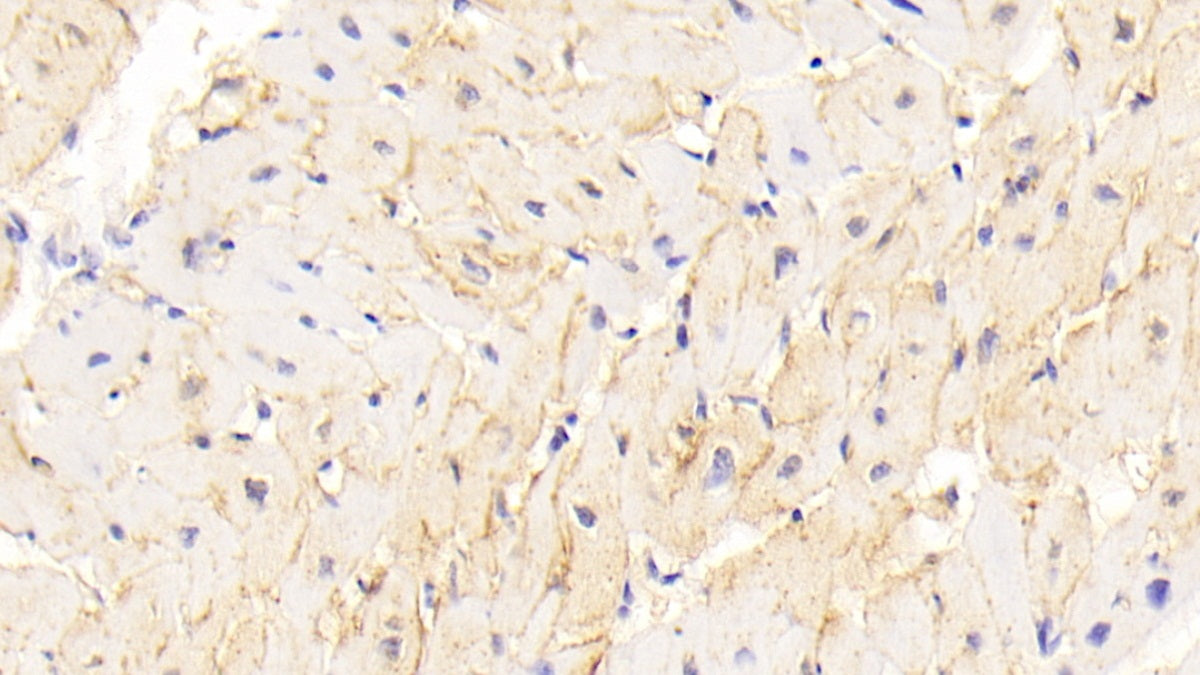 Cadherin, Heart (CDHH) Polyclonal Antibody - image 5