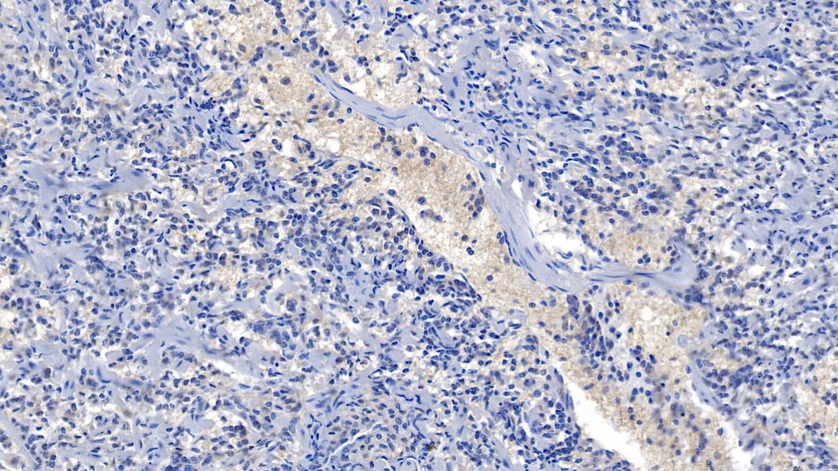Cyclin Dependent Kinase 1 (CDK1) Polyclonal Antibody - image 5