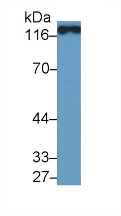 Western Blot; Sample: Lane1: Rat Kidney lysate; Lane2: Rat Small intestine lysate; Lane3: Porcine Kidney lysate; Lane4: Mouse Kidney lysate; Primary Ab: 1µg/ml Rabbit Anti-Rat ACE2 Antibody; Second Ab: 0.2µg/mL HRP-Linked Caprine Anti-Rabbit IgG Polyclonal Antibody;