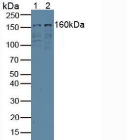 Western Blot; Sample: Recombinant EIF3A, Mouse.