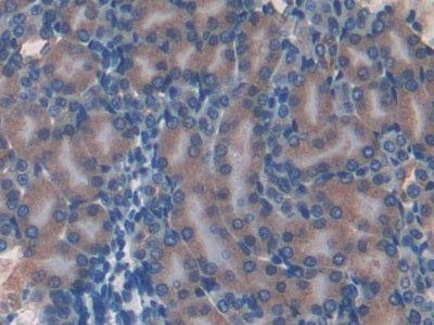 DAB staining on IHC-P; Samples: Mouse Brain Tissue