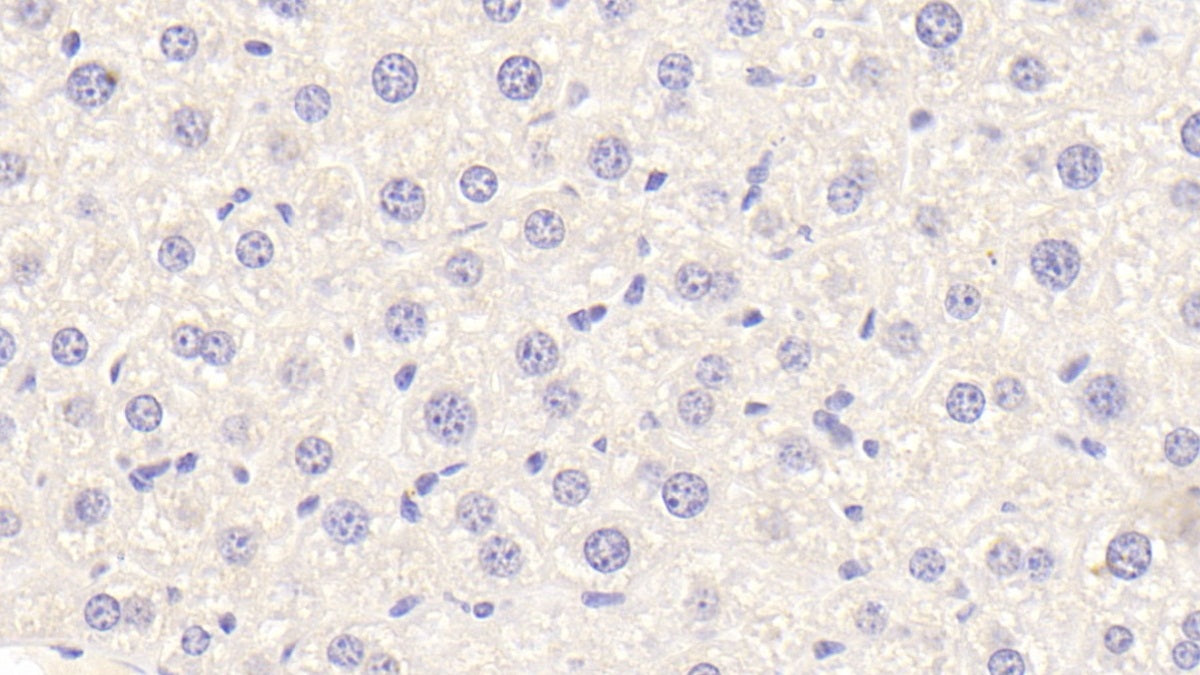 Apolipoprotein F (APOF) Polyclonal Antibody - image 4