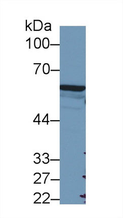 Western Blot; Sample: Recombinant protein.