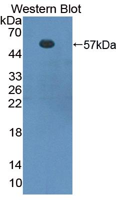 Forkhead Box P3 (FOXP3) Polyclonal Antibody - image 3