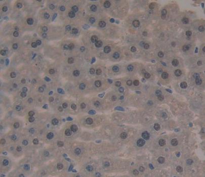 Forkhead Box P3 (FOXP3) Polyclonal Antibody - image 4