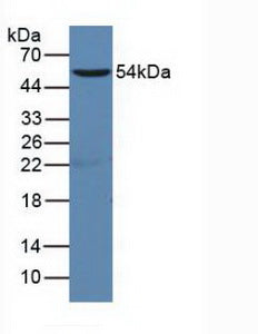 Knockout Varification: ; Lane 1: Wild-type Raji cell lysate; ; Lane 2: CD19 knockout Raji cell lysate; ; Predicted MW: 60kDa ; Observed MW: 54kDa; Primary Ab: 1µg/ml Rabbit Anti-Mouse CD19 Antibody; Second Ab: 0.2µg/mL HRP-Linked Caprine Anti-Rabbit IgG Polyclonal Antibody;