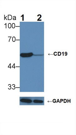 Cluster Of Differentiation 19 (CD19) Polyclonal Antibody - image 3