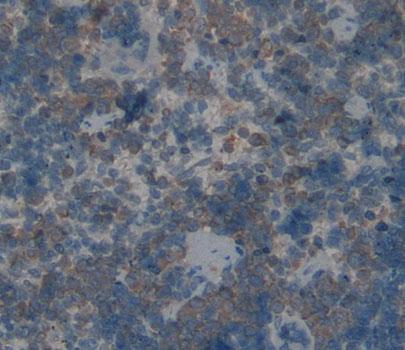 Cluster Of Differentiation 19 (CD19) Polyclonal Antibody - image 4