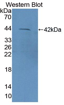 Cluster Of Differentiation 3d (CD3d) Polyclonal Antibody - image 2