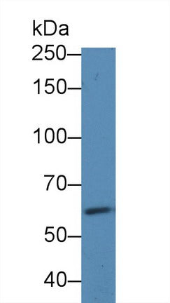 Western Blot; Sample: Recombinant protein.