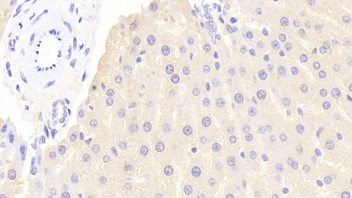 Fetuin B (FETUB) Polyclonal Antibody - image 4