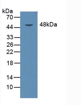 Western Blot; Sample: Recombinant LOX1, Rat.