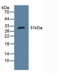 Western Blot; Sample: Recombinant LOX1, Human.