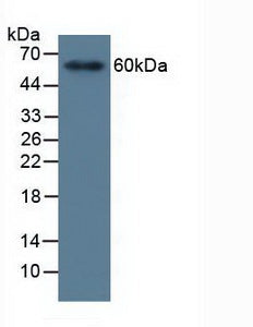 Western Blot; Sample: Recombinant MMP19, Human.