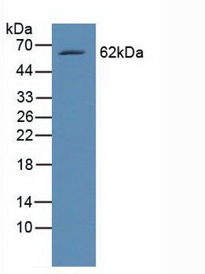 Western Blot; Sample: Recombinant RELB, Human.