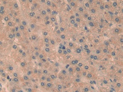 V-Rel Reticuloendotheliosis Viral Oncogene Homolog B (RELB) Polyclonal Antibody - image 5