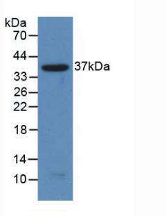 Nuclear Factor Kappa B2 (NFkB2) Polyclonal Antibody - image 3