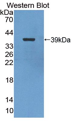 Nuclear Factor Kappa B2 (NFkB2) Polyclonal Antibody - image 2