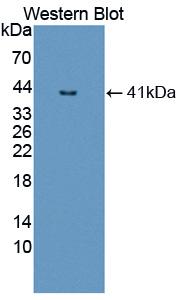 Nuclear Factor Kappa B (NFkB) Polyclonal Antibody - image 2